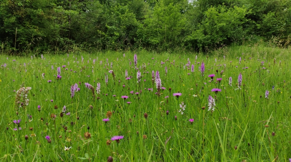 Ansicht Blumenwiese Breitfeld